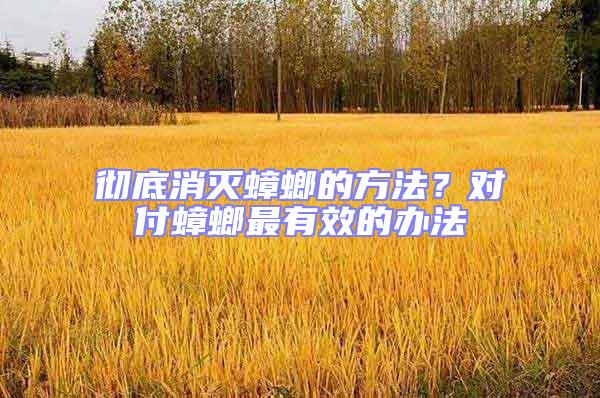 彻底消灭蟑螂的方法？对付蟑螂最有效的办法