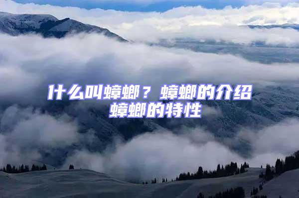 什么叫蟑螂？蟑螂的介绍 蟑螂的特性