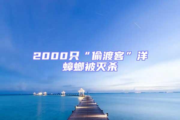 2000只“偷渡客”洋蟑螂被灭杀