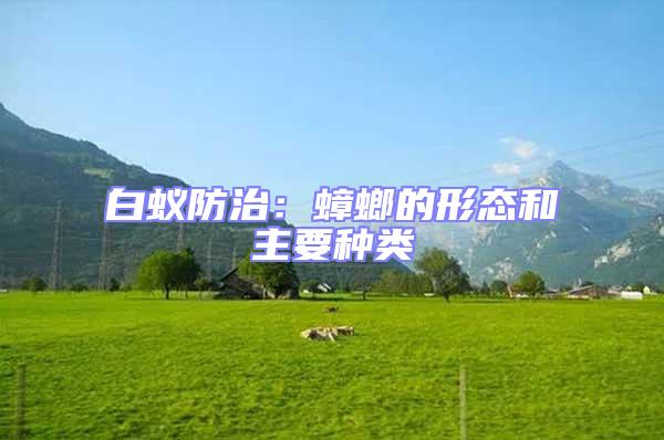 白蚁防治：蟑螂的形态和主要种类