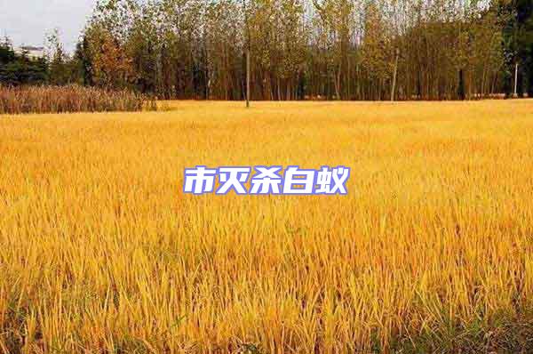 市灭杀白蚁