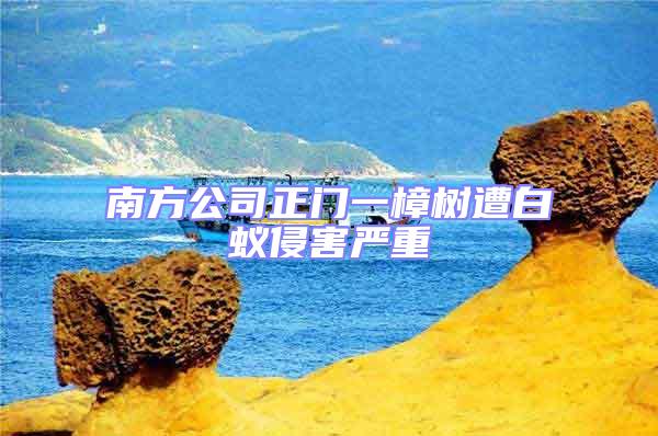 南方公司正门一樟树遭白蚁侵害严重