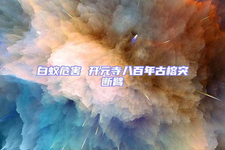 白蚁危害 开元寺八百年古榕突断臂