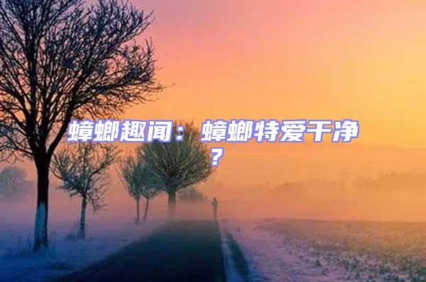 蟑螂趣闻：蟑螂特爱干净？