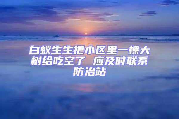 白蚁生生把小区里一棵大树给吃空了 应及时联系防治站