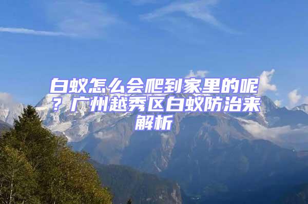 白蚁怎么会爬到家里的呢？广州越秀区白蚁防治来解析