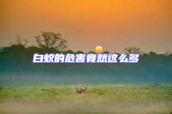 白蚁的危害竟然这么多