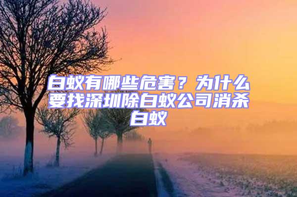 白蚁有哪些危害？为什么要找深圳除白蚁公司消杀白蚁