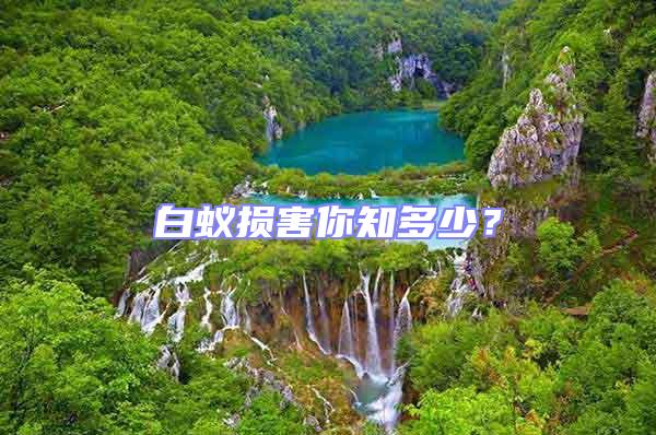 白蚁损害你知多少？