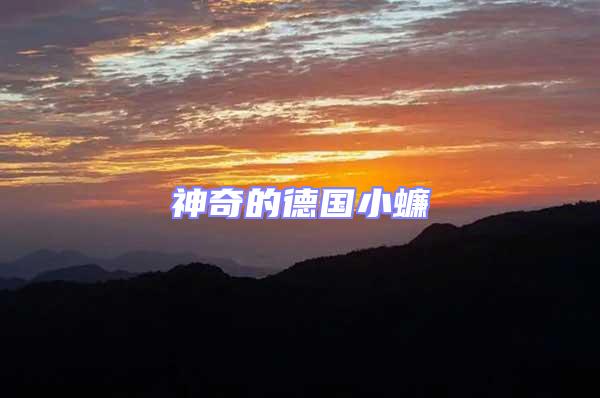 神奇的德国小蠊