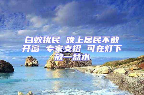 白蚁扰民 晚上居民不敢开窗 专家支招 可在灯下放一盆水