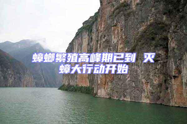 蟑螂繁殖高峰期已到 灭蟑大行动开始