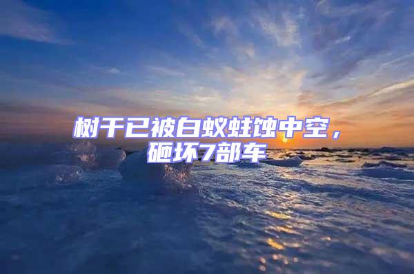 树干已被白蚁蛀蚀中空，砸坏7部车
