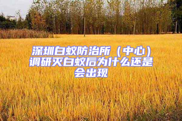 深圳白蚁防治所（中心）调研灭白蚁后为什么还是会出现