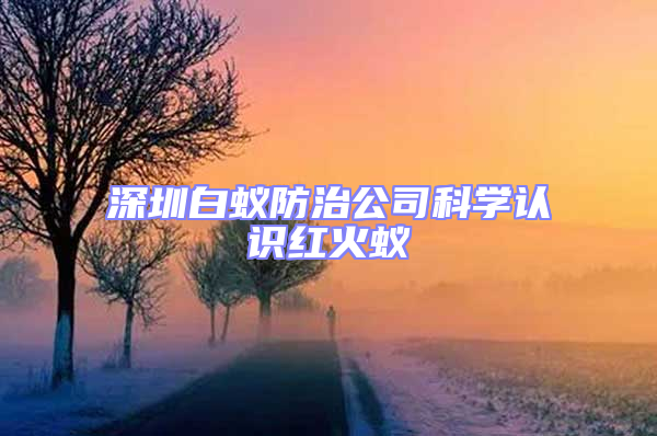 深圳白蚁防治公司科学认识红火蚁