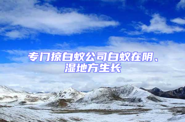 专门掠白蚁公司白蚁在阴、湿地方生长