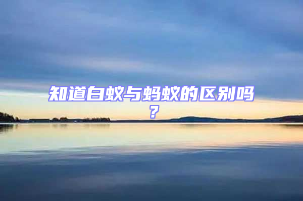 知道白蚁与蚂蚁的区别吗？