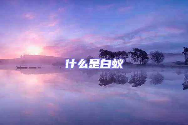 什么是白蚁