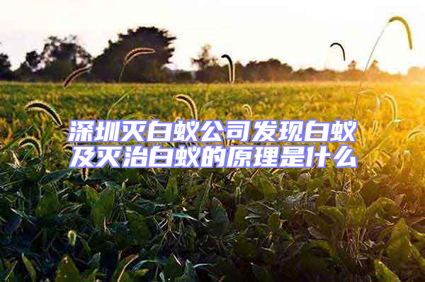 深圳灭白蚁公司发现白蚁及灭治白蚁的原理是什么