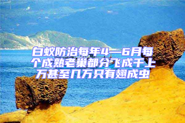 白蚁防治每年4—6月每个成熟老巢都分飞成千上万甚至几万只有翅成虫