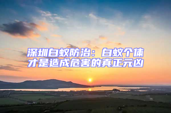 深圳白蚁防治：白蚁个体才是造成危害的真正元凶