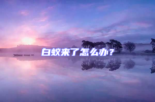 白蚁来了怎么办？