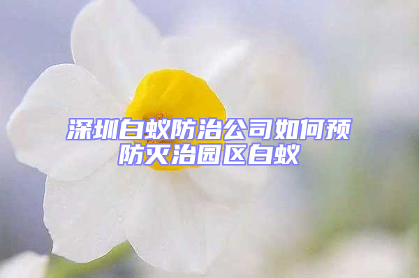 深圳白蚁防治公司如何预防灭治园区白蚁