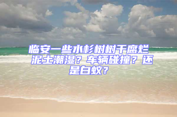 临安一些水杉树树干腐烂 泥土潮湿？车辆碰撞？还是白蚁？