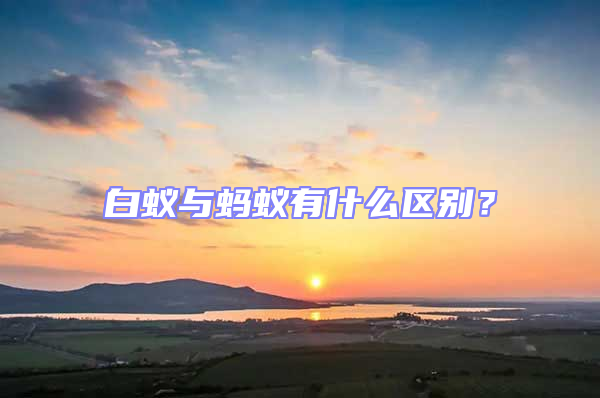 白蚁与蚂蚁有什么区别？