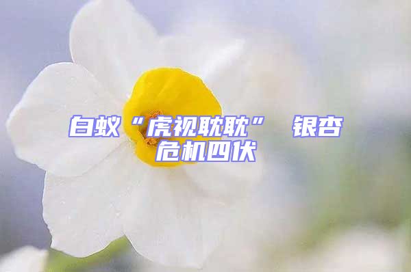 白蚁“虎视耽耽” 银杏危机四伏