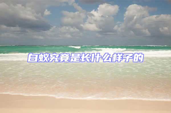 白蚁究竟是长什么样子的
