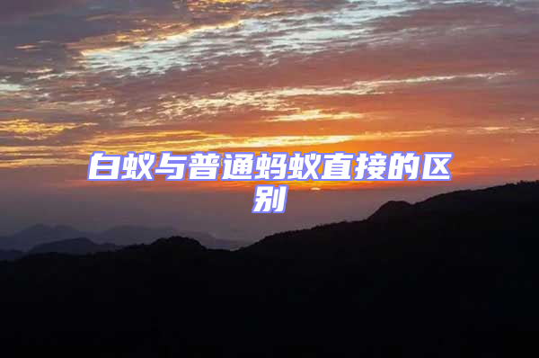白蚁与普通蚂蚁直接的区别