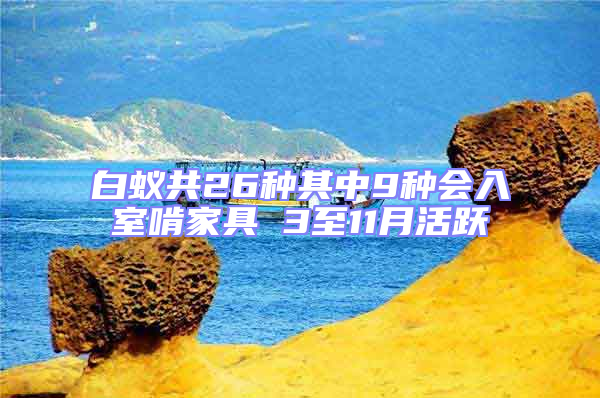 白蚁共26种其中9种会入室啃家具 3至11月活跃