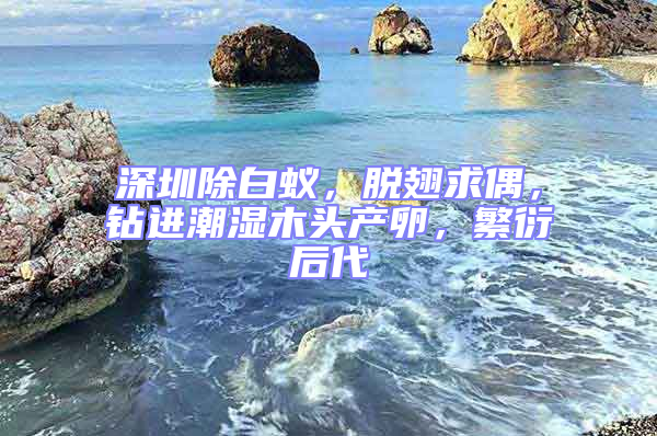 深圳除白蚁，脱翅求偶，钻进潮湿木头产卵，繁衍后代