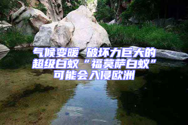 气候变暖 破坏力巨大的超级白蚁“福莫萨白蚁”可能会入侵欧洲