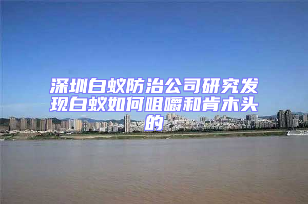 深圳白蚁防治公司研究发现白蚁如何咀嚼和肯木头的