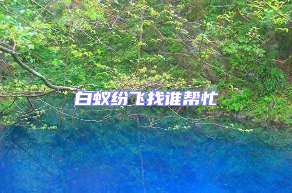 白蚁纷飞找谁帮忙