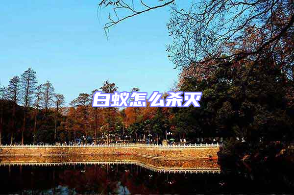 白蚁怎么杀灭