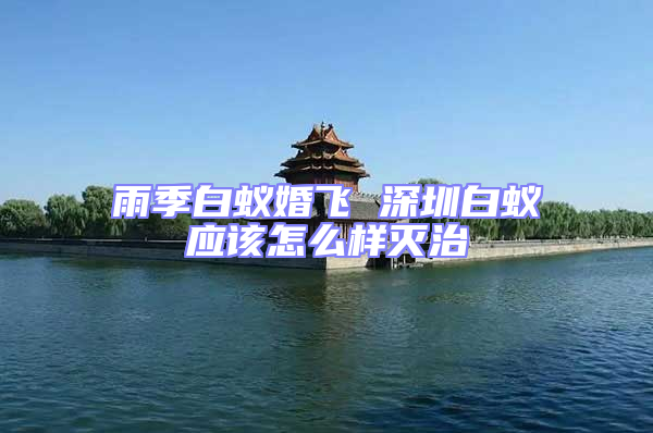 雨季白蚁婚飞 深圳白蚁应该怎么样灭治