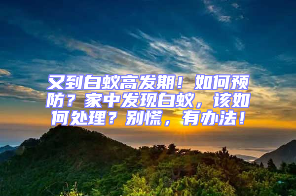 又到白蚁高发期！如何预防？家中发现白蚁，该如何处理？别慌，有办法！