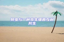 臭虫与一种寄生细菌互利共生