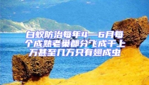 白蚁防治每年4—6月每个成熟老巢都分飞成千上万甚至几万只有翅成虫