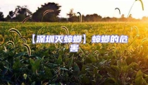 【深圳灭蟑螂】蟑螂的危害