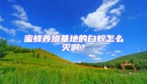 蜜蜂养殖基地的白蚁怎么灭啊?