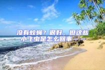 没有蚊蝇？很好，但这些小飞虫是怎么回事……