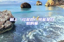 树上“红泥巴”可能是白蚁的巢