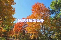 蟑螂死后怎么办