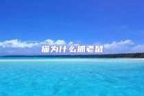 猫为什么抓老鼠