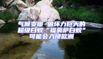 气候变暖 破坏力巨大的超级白蚁“福莫萨白蚁”可能会入侵欧洲