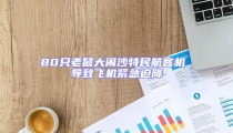 80只老鼠大闹沙特民航客机 导致飞机紧急迫降